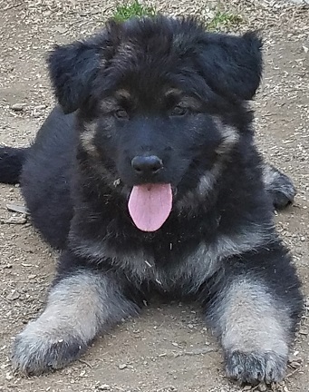 Blue7wks20180515_102031cropsm.jpg