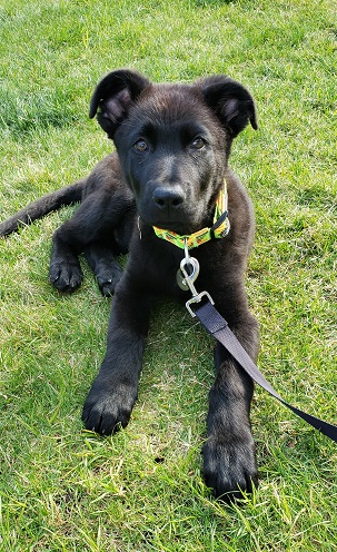 Gunner3mo20210419_164511sm.jpg